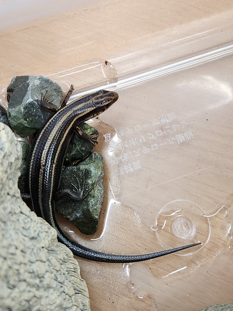 SNOW_20250531_105854_936