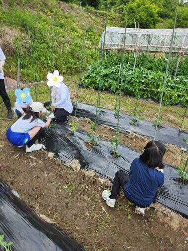 SNOW_20250531_110017_719