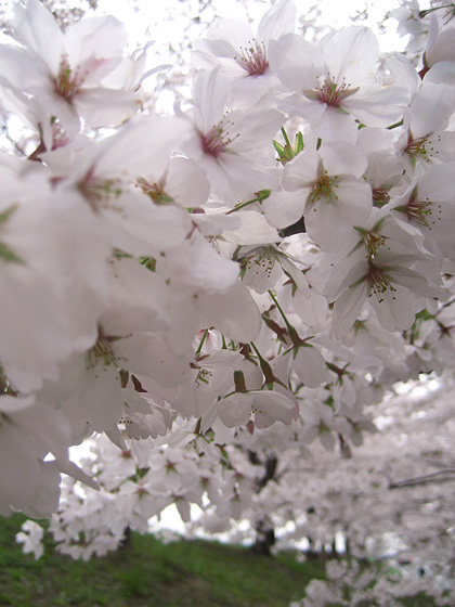 04_1367桜の波420.jpg