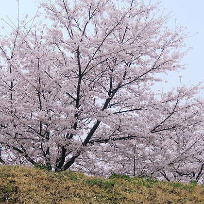 04_1387土手桜空art420.jpg