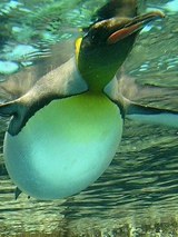 pwnnginn
