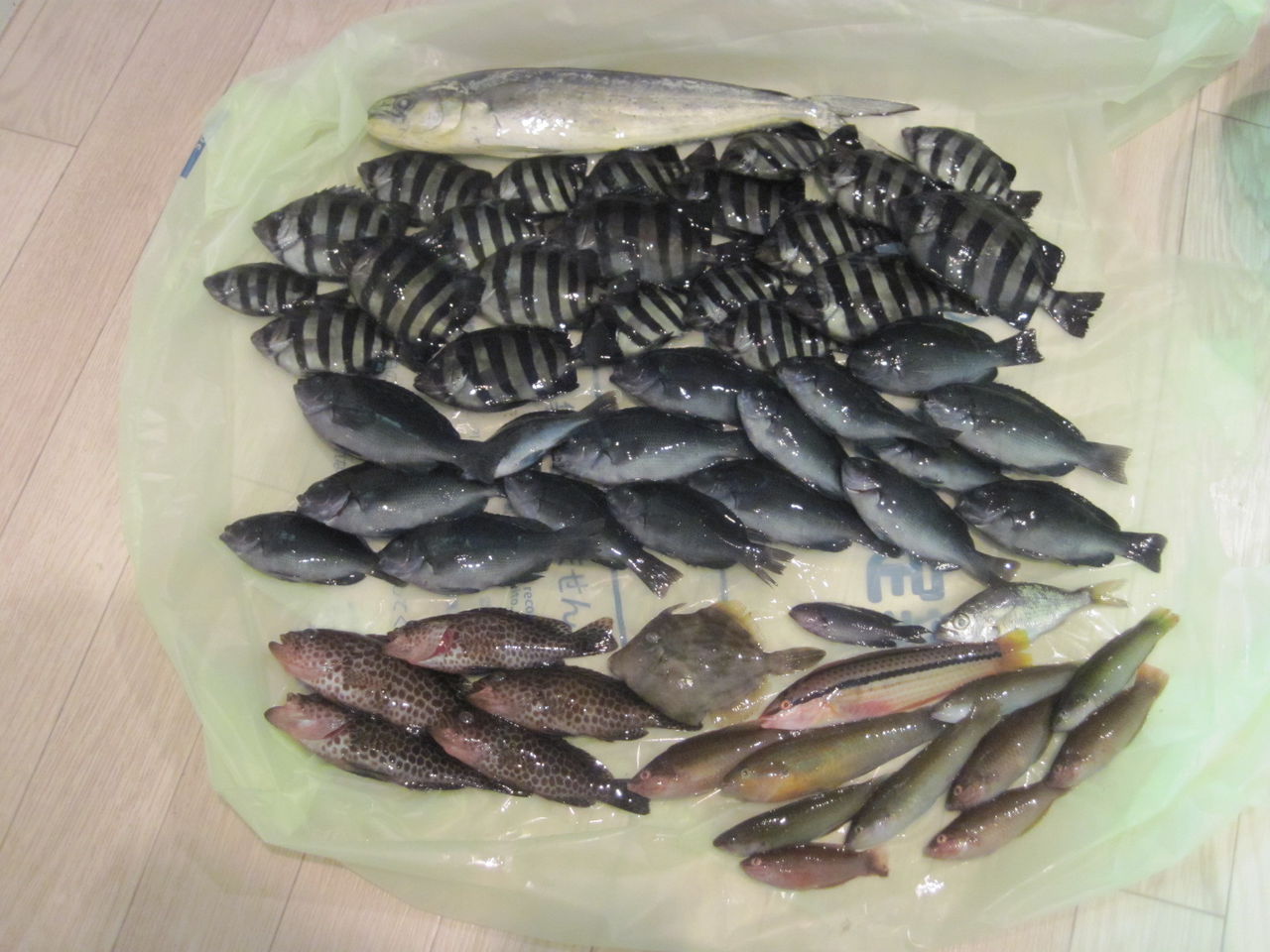 シーバスもぼちぼち釣れてます 緑の憧憬