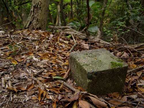 �����ơ�