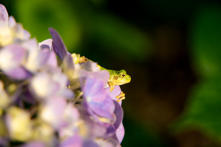 �ޤʤ�����