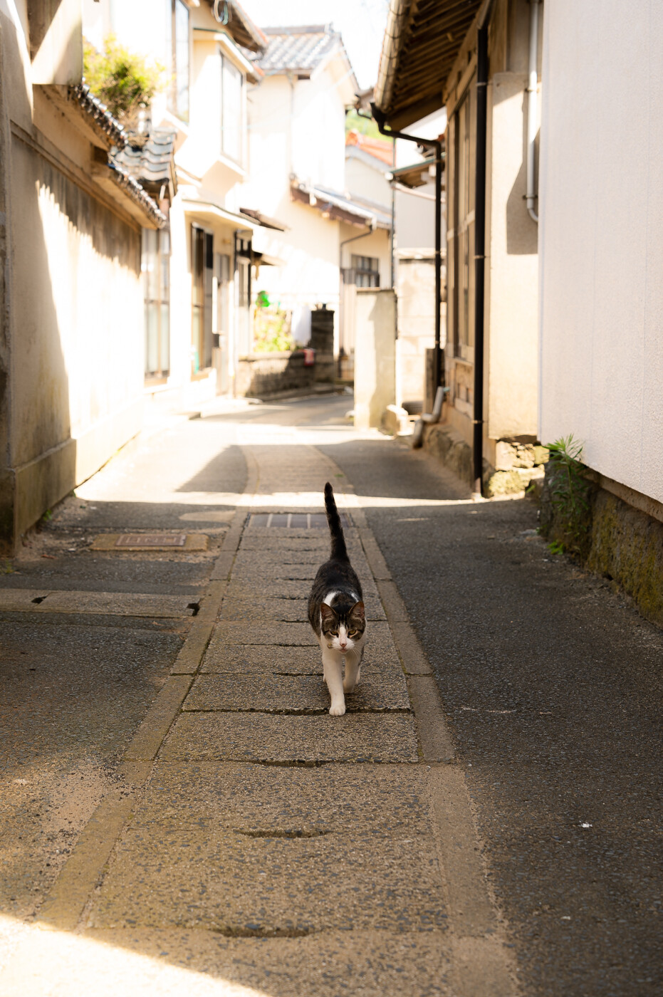 かげねこ。 : （ ﾟ毒ﾟ）< しんどい。