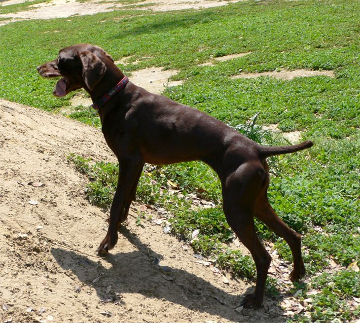 ジャーマン ショートヘアード ポインター 1 101