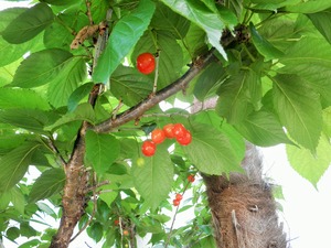 P5050003