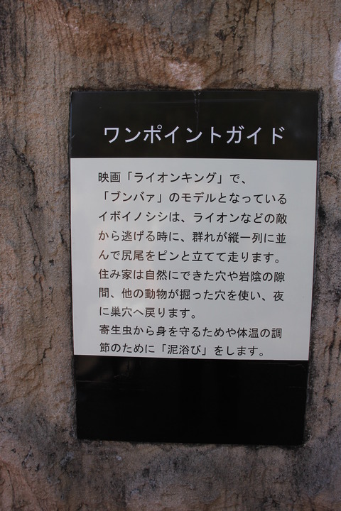 富士サファリパーク 130