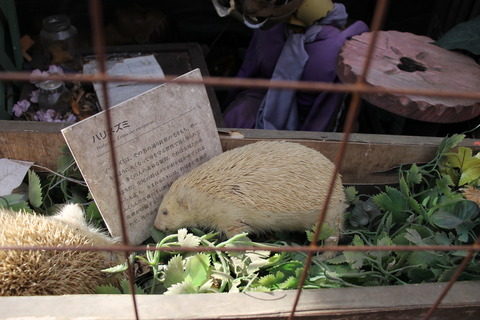 まぼろし博覧会 150