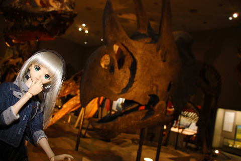 USJ、大阪自然史博物館 342-2