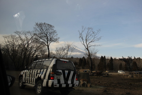 富士サファリパーク 219