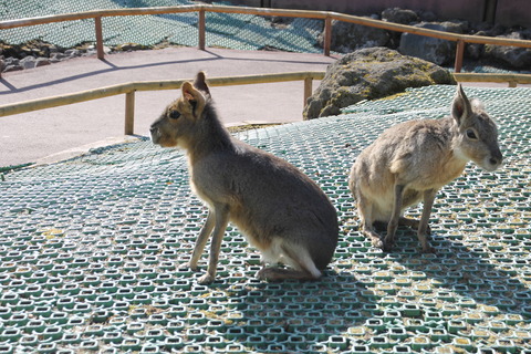 富士サファリパーク 113