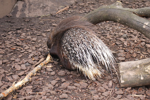 富士サファリパーク 023