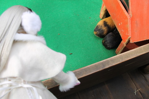 富士サファリパーク 053