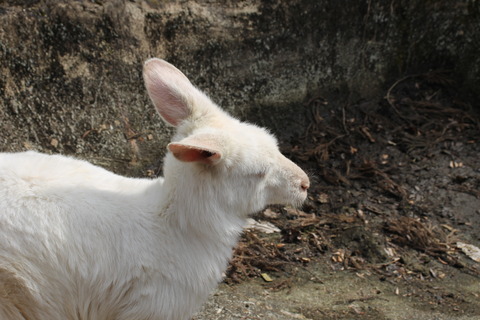 富士サファリパーク 059