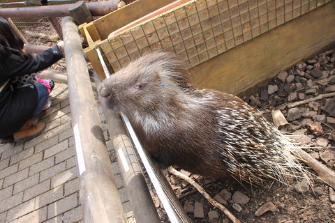 富士サファリパーク 010