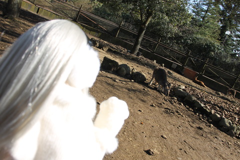 富士サファリパーク 125