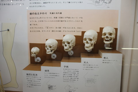 USJ、大阪自然史博物館 412