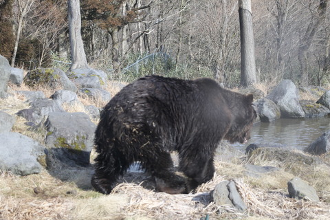 富士サファリパーク 178