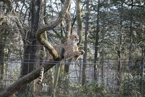 富士サファリパーク 206