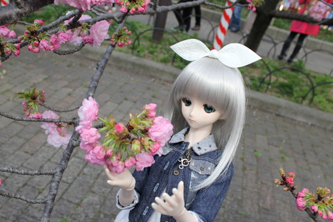 大阪城公園花見 121