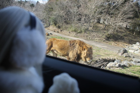 富士サファリパーク 190