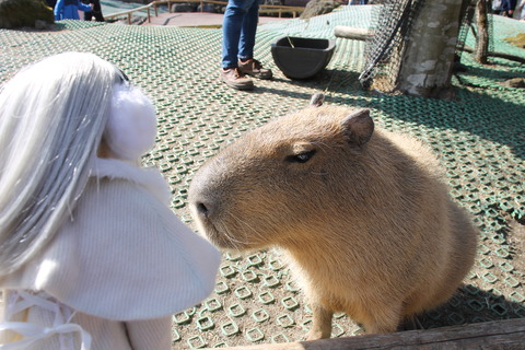 富士サファリパーク 109
