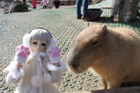 富士サファリパーク 111