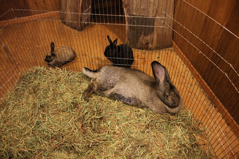 富士サファリパーク 073