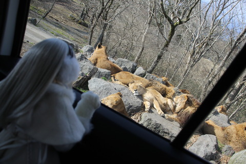 富士サファリパーク 186