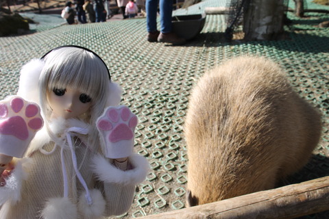 富士サファリパーク 110