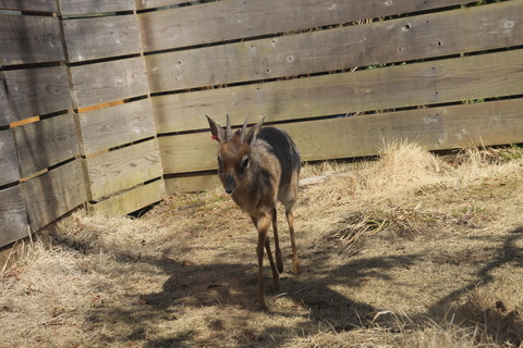 富士サファリパーク 150