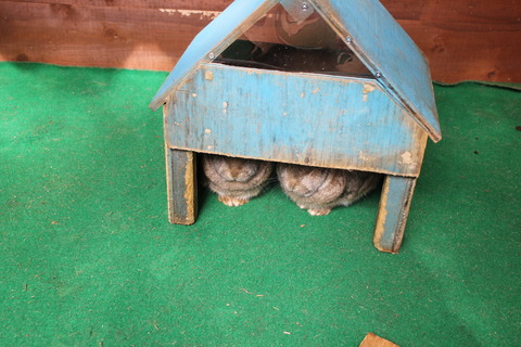 富士サファリパーク 045