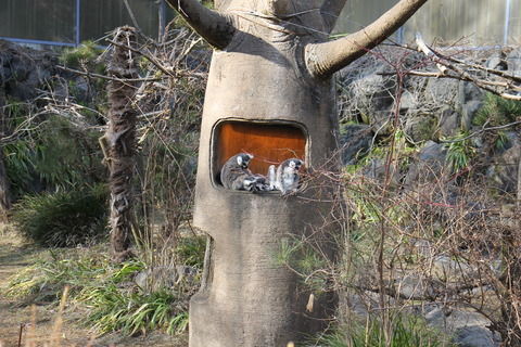 富士サファリパーク 170