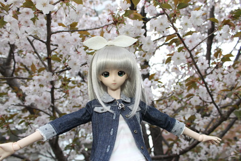 大阪城公園花見 149