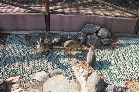 富士サファリパーク 120