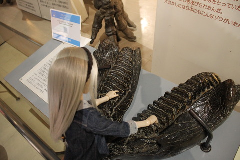 USJ、大阪自然史博物館 315