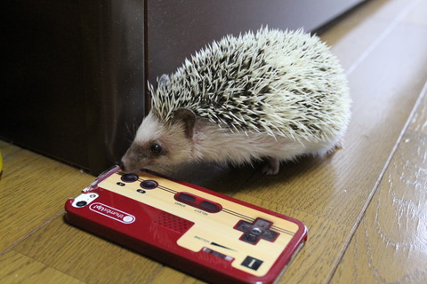 六甲スノーパーク 005