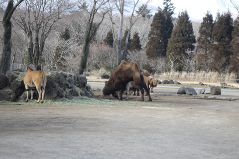 富士サファリパーク 222