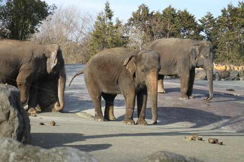 富士サファリパーク 212