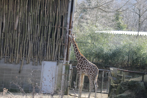 富士サファリパーク 211