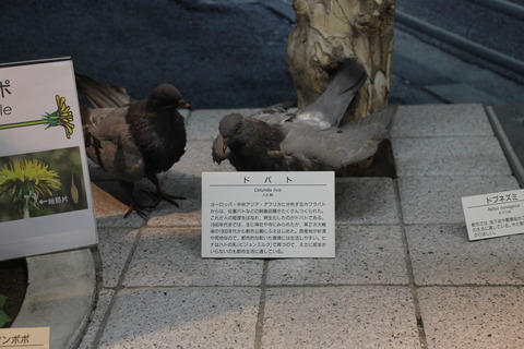 USJ、大阪自然史博物館 283