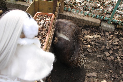 富士サファリパーク 015