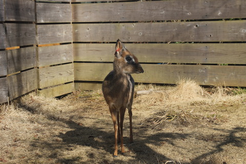 富士サファリパーク 151