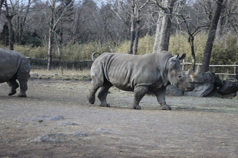 富士サファリパーク 217
