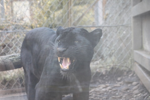 富士サファリパーク 159