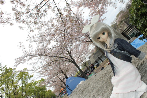 大阪城公園花見 040