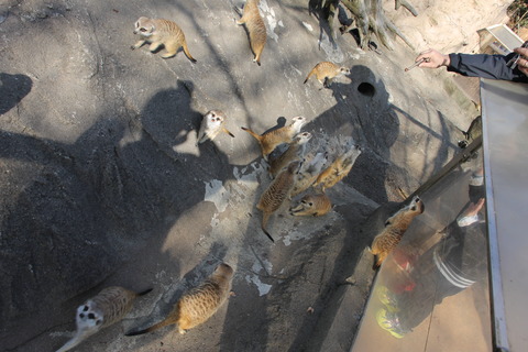 富士サファリパーク 132