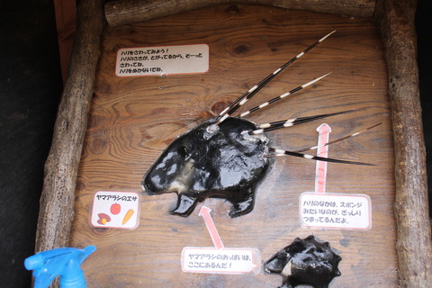 富士サファリパーク 021