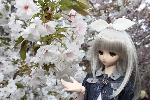 大阪城公園花見 145
